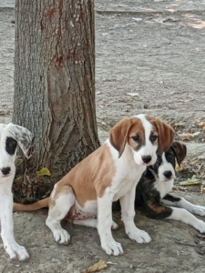 Muffin Zorro Dogsavior Okt25 7