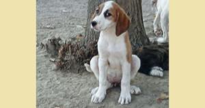 Muffin Zorro Dogsavior Okt25 SocialMedia