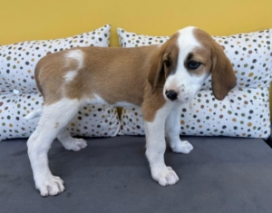 Muffin zorro dogsavior