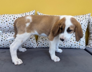 Muffin zorro dogsavior 1