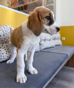 Muffin zorro dogsavior 3