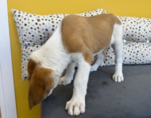 Muffin zorro dogsavior 4