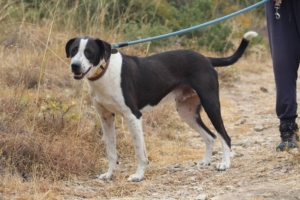 Odie Zorro Dogsavior Nov25 1