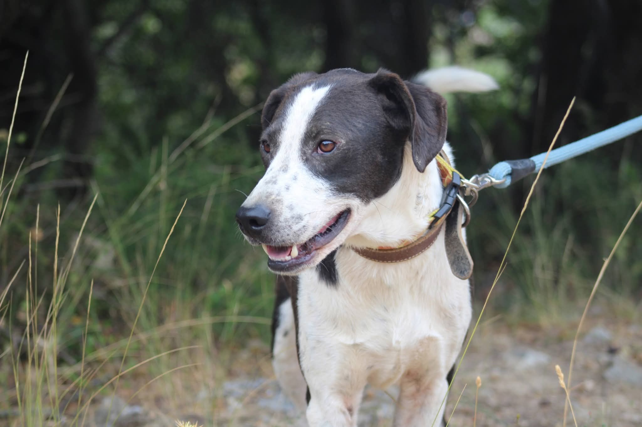 Odie Zorro Dogsavior Nov25 2