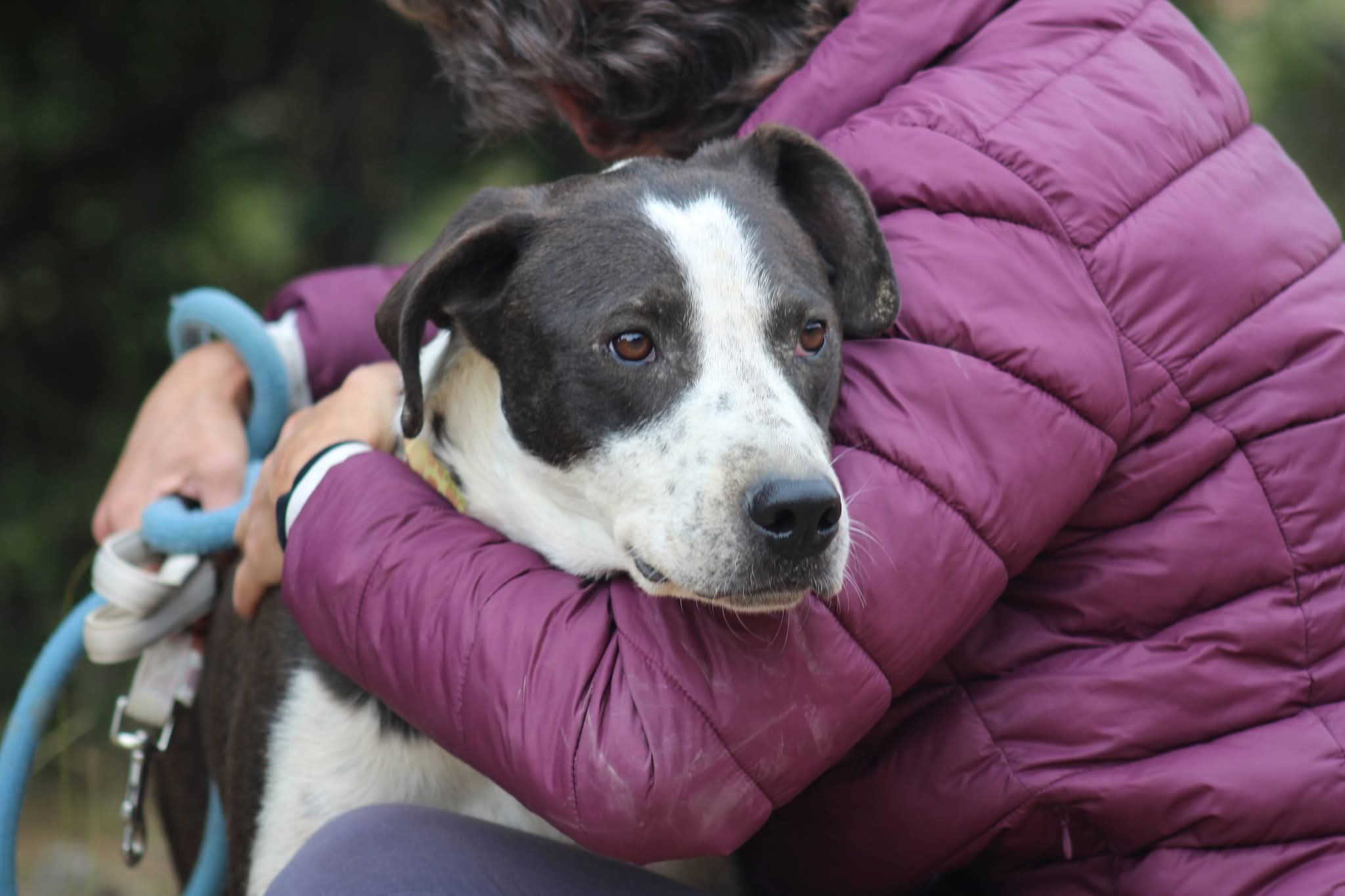 Odie Zorro Dogsavior Nov25 3