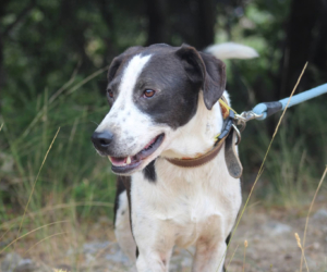 Odie Zorro Dogsavior Nov25 Beitragsbild