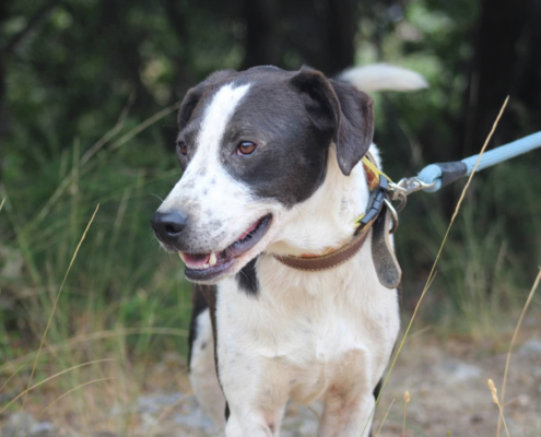 Odie Zorro Dogsavior Nov25 Beitragsbild