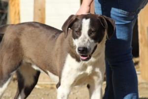 Odie Zorro Dogsavior Sep25 1