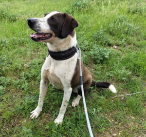 Odie Zorro Dogsavior Sep25 10