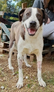 Odie Zorro Dogsavior Sep25 2