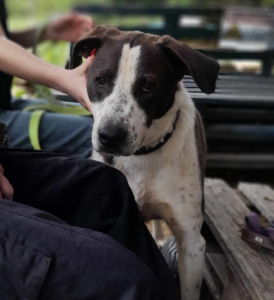 Odie Zorro Dogsavior Sep25 3