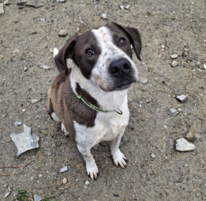 Odie Zorro Dogsavior Sep25 4