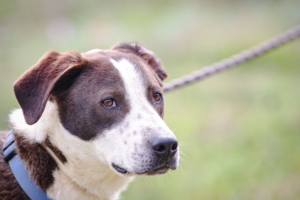 Odie Zorro Dogsavior Sep25 6