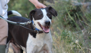 Odie Zorro Dogsavior Sep25 7