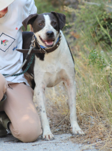 Odie Zorro Dogsavior Sep25 8