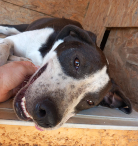 Odie Zorro Dogsavior Sep25 9