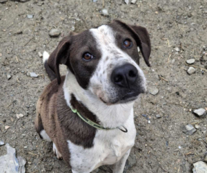 Odie Zorro Dogsavior Sep25 Beitragsbild