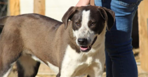 Odie Zorro Dogsavior Sep25 Social Media