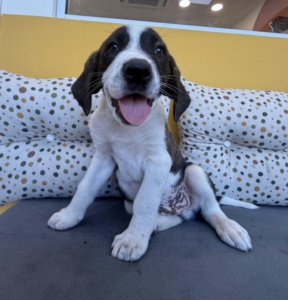 Ody zorro dogsavior 1