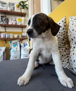 Ody zorro dogsavior 2