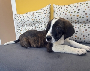 Ody zorro dogsavior 3