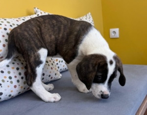 Ody zorro dogsavior 4