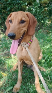 Pluton Zorro Dogsavior Sep25 1