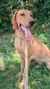 Pluton Zorro Dogsavior Sep25 2