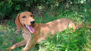 Pluton Zorro Dogsavior Sep25 3