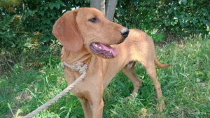 Pluton Zorro Dogsavior Sep25 4