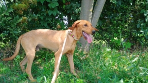 Pluton Zorro Dogsavior Sep25 5