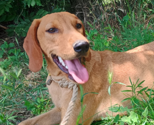 Pluton Zorro Dogsavior Sep25 Beitragsbild