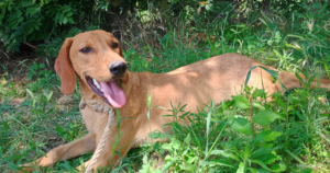 Pluton Zorro Dogsavior Sep25 Social Media