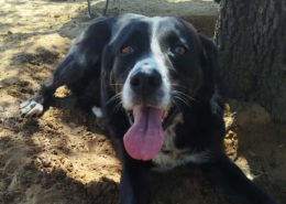 Rana Zorro Dogsavior Okt26 Beitragsbild