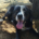 Rana Zorro Dogsavior Okt26 Beitragsbild