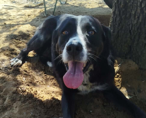 Rana Zorro Dogsavior Okt26 Beitragsbild