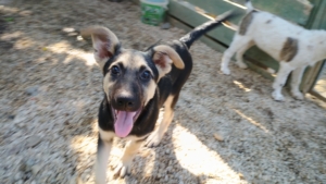 Reina Zorro Dogsavior Sep25 1