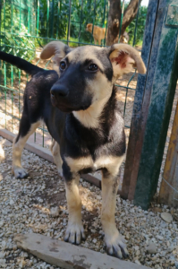 Reina Zorro Dogsavior Sep25 2