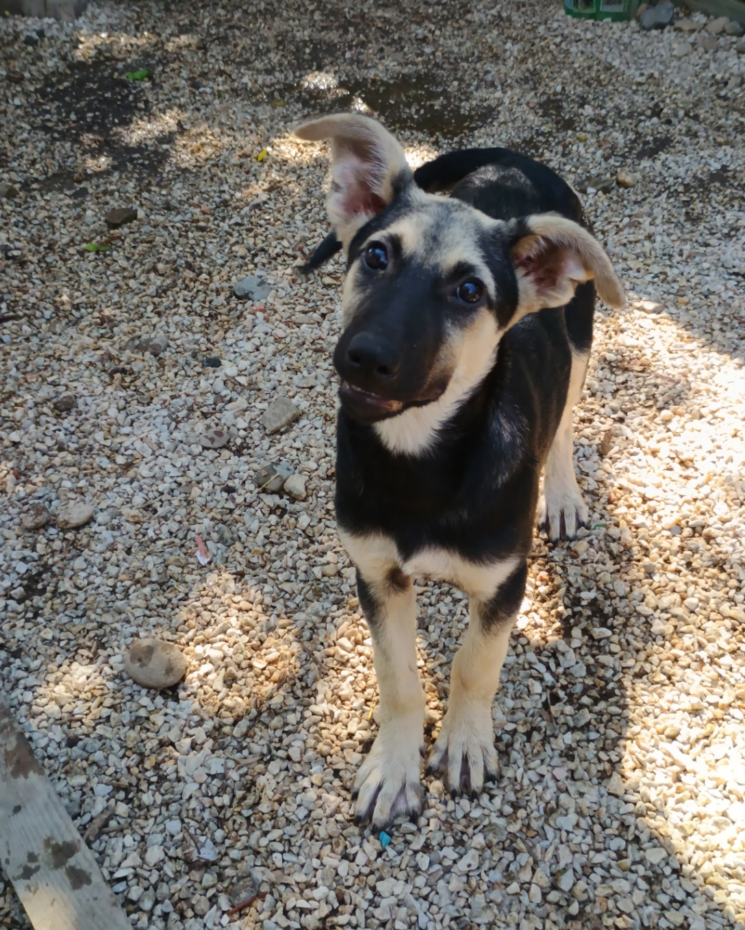 Reina Zorro Dogsavior Sep25 3
