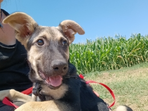 Reina Zorro Dogsavior Sep25 4