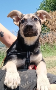 Reina Zorro Dogsavior Sep25 5