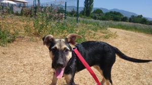 Reina Zorro Dogsavior Sep25 6