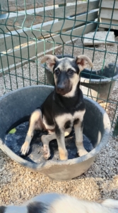 Reina Zorro Dogsavior Sep25 7