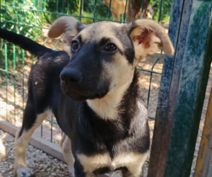 Reina Zorro Dogsavior Sep25 Beitragsbild