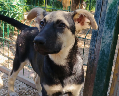 Reina Zorro Dogsavior Sep25 Beitragsbild