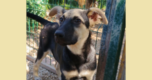 Reina Zorro Dogsavior Sep25 Social Media