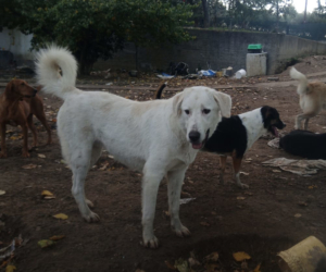 Romao Zorro Dogsavior Nov25 1