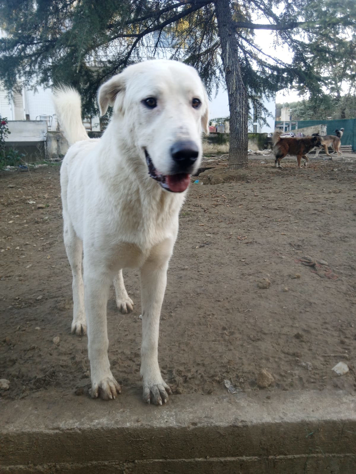 Romao Zorro Dogsavior Nov25 2