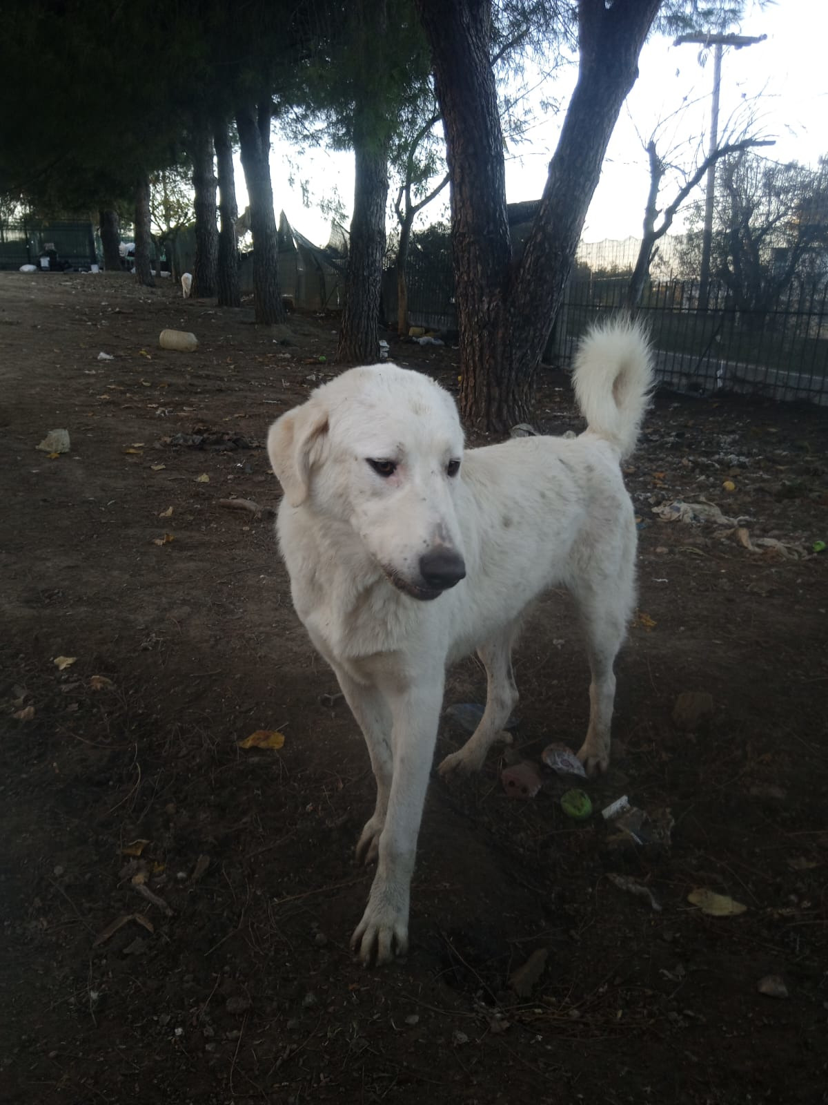 Romao Zorro Dogsavior Nov25 3