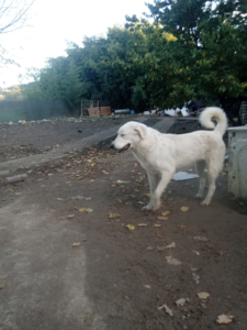 Romao Zorro Dogsavior Nov25 4